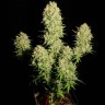 заказ семян конопли Auto Chronic feminised