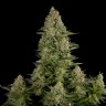 Семена марихуаны  White Widow CBD feminised Ganja Seeds