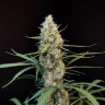 Семена марихуаны  White Widow CBD feminised Ganja Seeds