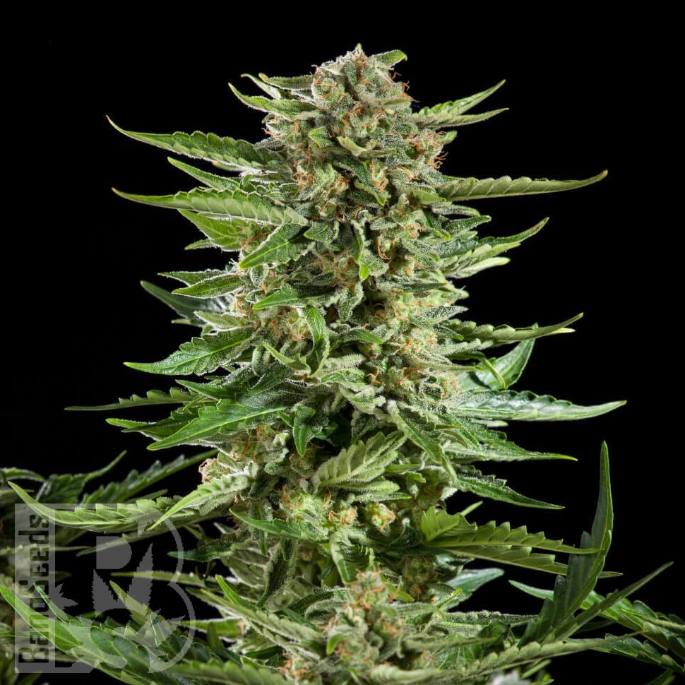 Семена марихуаны  Auto Karatal feminised Bang Seeds