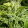 Семена марихуаны фотопериодных сортов  Euforia feminised Ganja Seeds