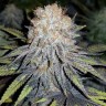 Семена  Euforia feminised Ganja Seeds