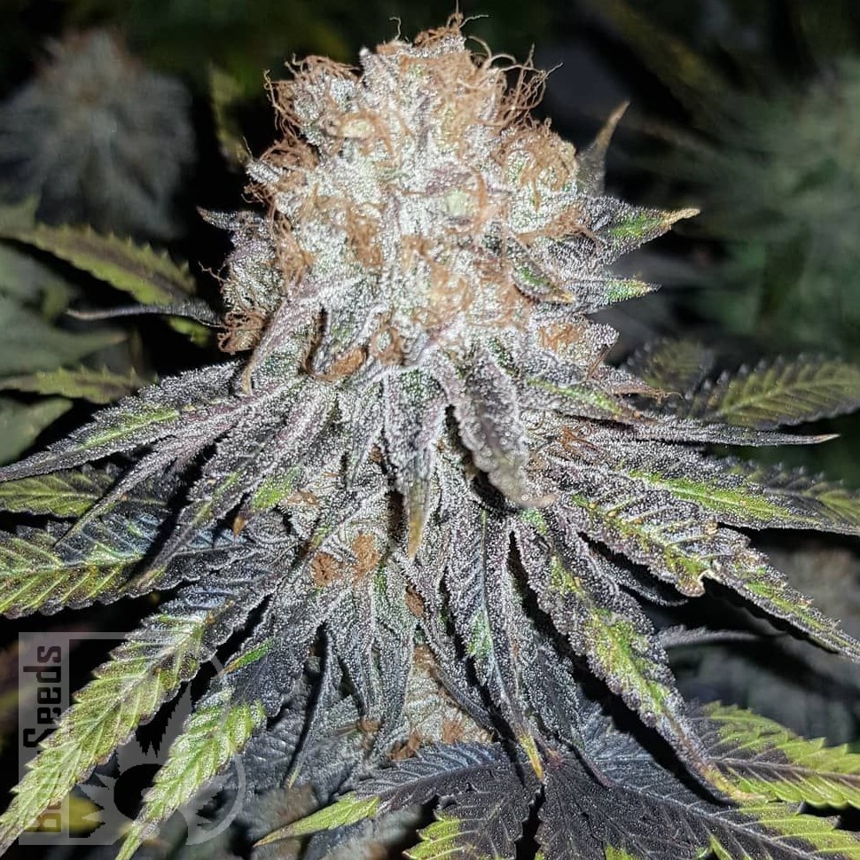 Семена  Euforia feminised Ganja Seeds