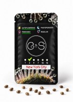 Auto New York City feminised Ganja Seeds