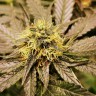 Семена каннабиса  Chemdog regular Ganja Seeds