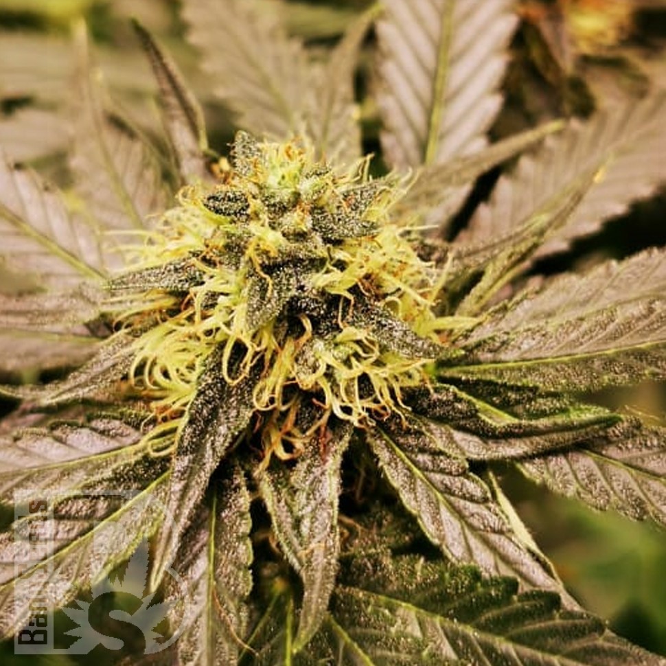 Семена каннабиса  Chemdog regular Ganja Seeds