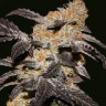 Семена каннабиса  Chemdog regular Ganja Seeds