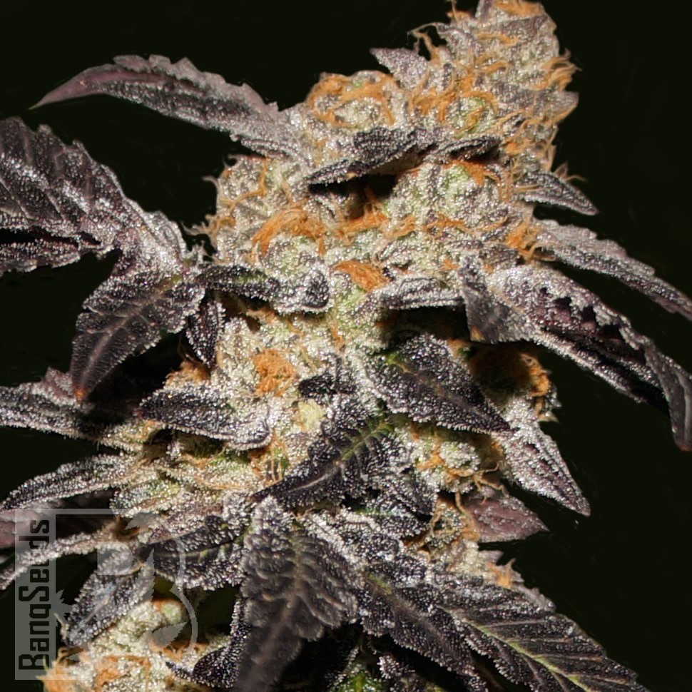 Семена каннабиса  Chemdog regular Ganja Seeds