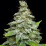 Семена каннабиса  Chemdog regular Ganja Seeds