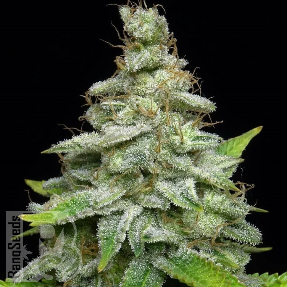 Семена каннабиса  Chemdog regular Ganja Seeds