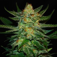 Auto Destroyer feminised Ganja Seeds
