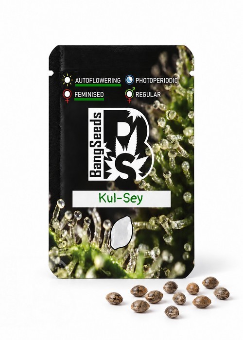 Семена ганжа  Auto Kul-Sey feminised Bang Seeds