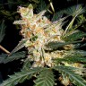 Семена ганжа  Auto Kul-Sey feminised Bang Seeds