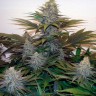 Z & Z feminised Ganja Seeds