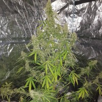 Auto New York Diesel CBD feminised Ganja Seeds