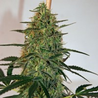 Lemon Skunk CBD feminised Ganja Seeds