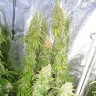 Lemon Skunk CBD feminised Ganja Seeds