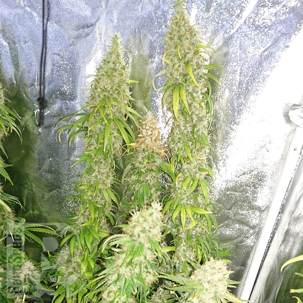Lemon Skunk CBD feminised Ganja Seeds