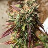 заказать семена конопли Auto Cookies feminised