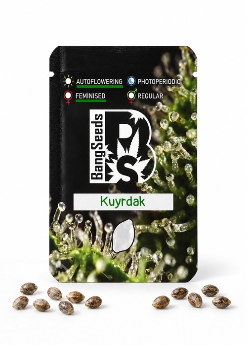 Семена марихуаны  Auto Kuyrdak feminised Bang Seeds