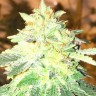 Семена марихуаны  Auto Kuyrdak feminised Bang Seeds