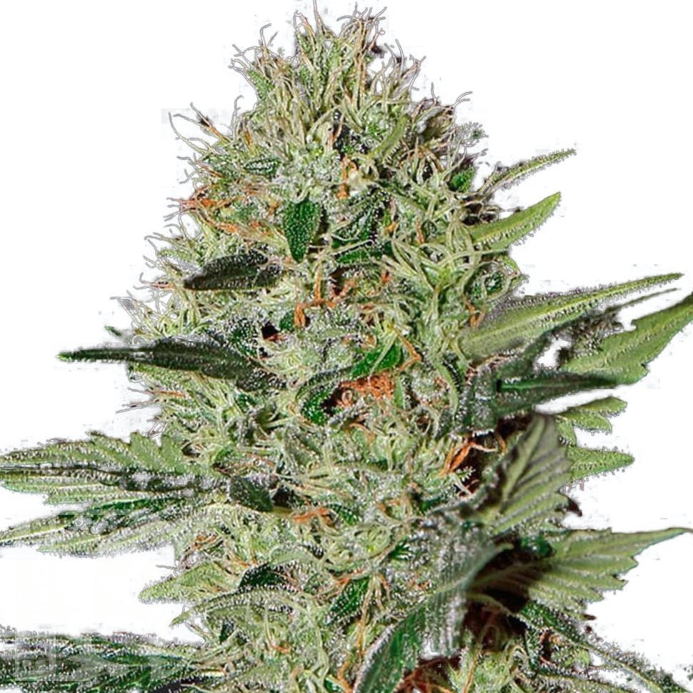 Семена марихуаны  Auto Kuyrdak feminised Bang Seeds