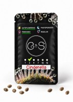 Auto Cinderella feminised Ganja Seeds