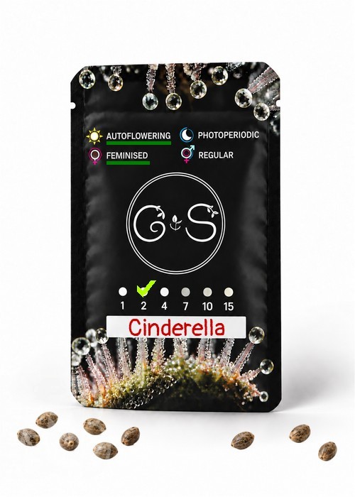 Семена конопли  Auto Cinderella feminised Ganja Seeds