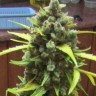 Auto Cinderella feminised Ganja Seeds