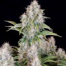Семена конопли  Auto Cinderella feminised Ganja Seeds