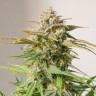 Семена конопли  Auto Cinderella feminised Ganja Seeds