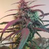 купить семена конопли интернет магазин Amnesia feminised