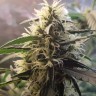 Amnesia feminised Ganja Seeds