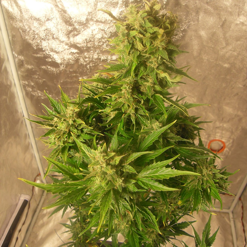 Семена ганжа Auto Easy Ryder regular Ganja Seeds