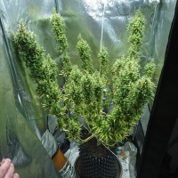 Dr. Grinspoon regular Ganja Seeds