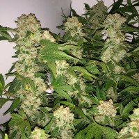 Lemon Skunk feminised Ganja Seeds