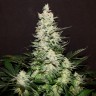 заказать семена конопли Lemon Skunk feminised