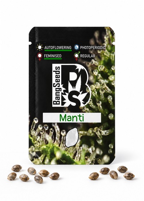 Семена  Auto Manti feminised Bang Seeds