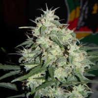 Auto Little Russian feminised Ganja Seeds