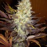 Семена  Auto Northern Blue feminised Ganja Seeds