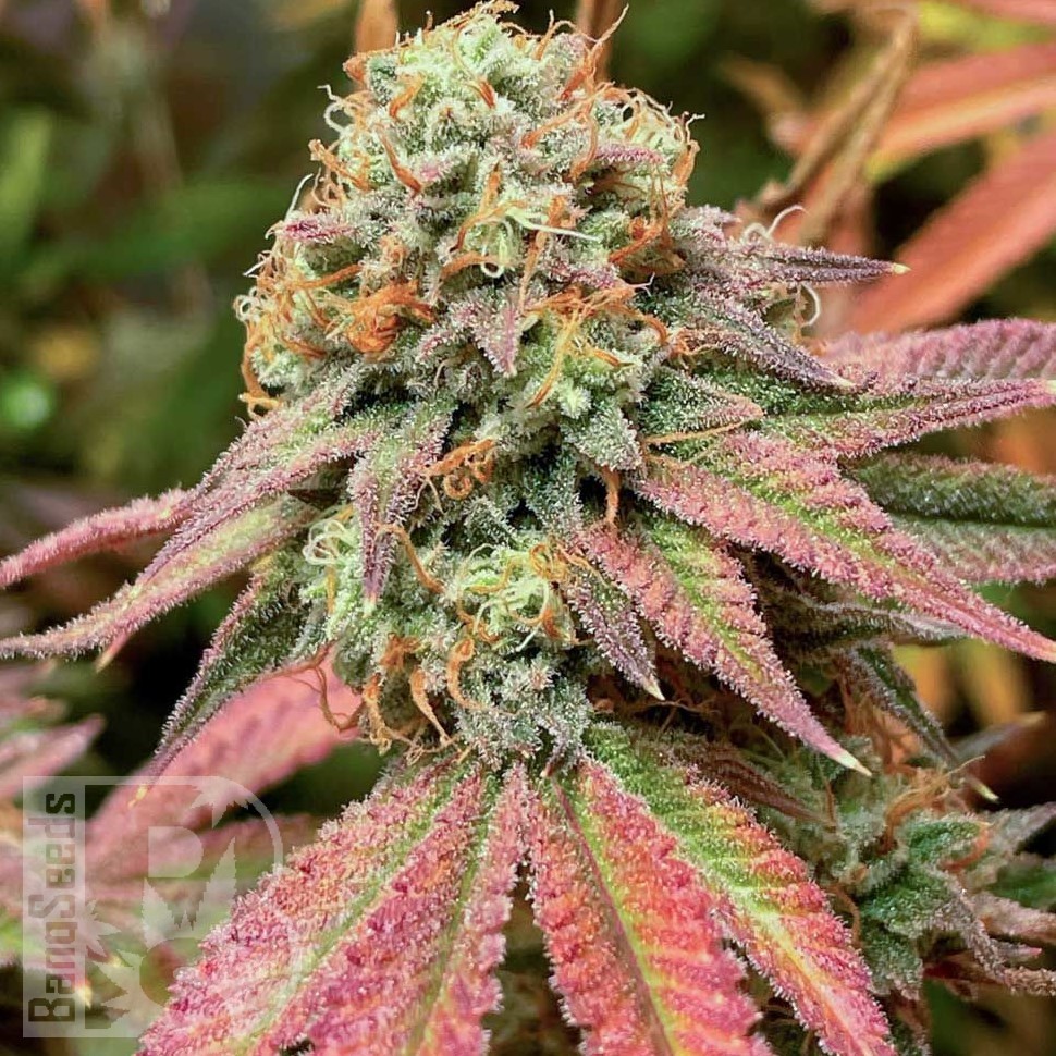 Семена  Auto Northern Blue feminised Ganja Seeds