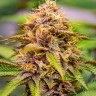 Семена  Auto Northern Blue feminised Ganja Seeds
