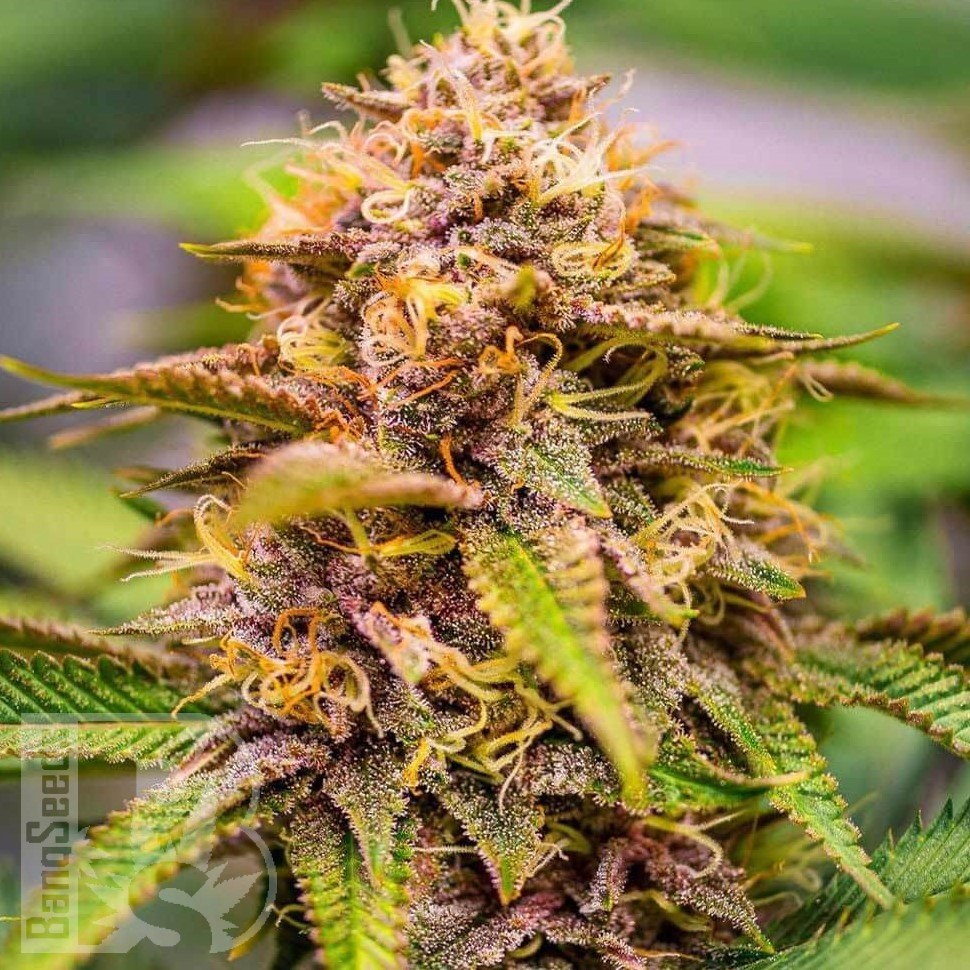 Семена  Auto Northern Blue feminised Ganja Seeds