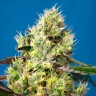 Семена конопли  Auto Sweet Gelato feminised Ganja Seeds