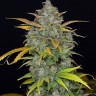 Семена конопли  Auto Sweet Gelato feminised Ganja Seeds
