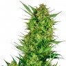 Семена конопли  Auto Sweet Gelato feminised Ganja Seeds