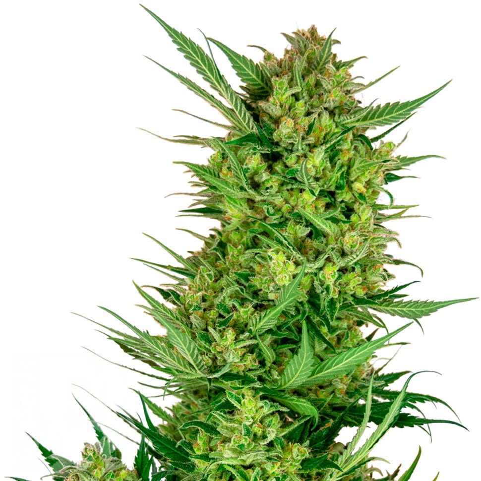 Семена конопли  Auto Sweet Gelato feminised Ganja Seeds