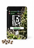 Auto Medeo feminised Bang Seeds