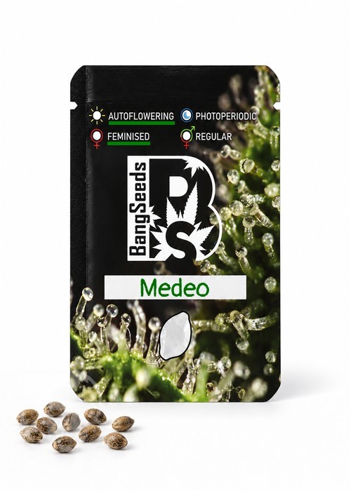 Семена  Auto Medeo feminised Bang Seeds