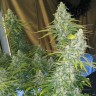 Eleven Roses feminised Fast Version Ganja Seeds